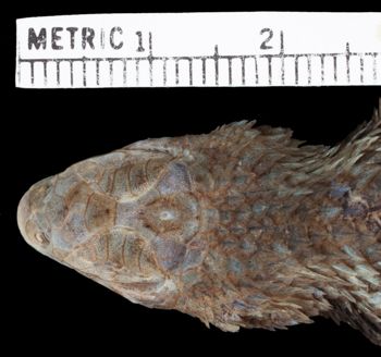 Media type: image;   Herpetology R-122243 Aspect: head dorsal